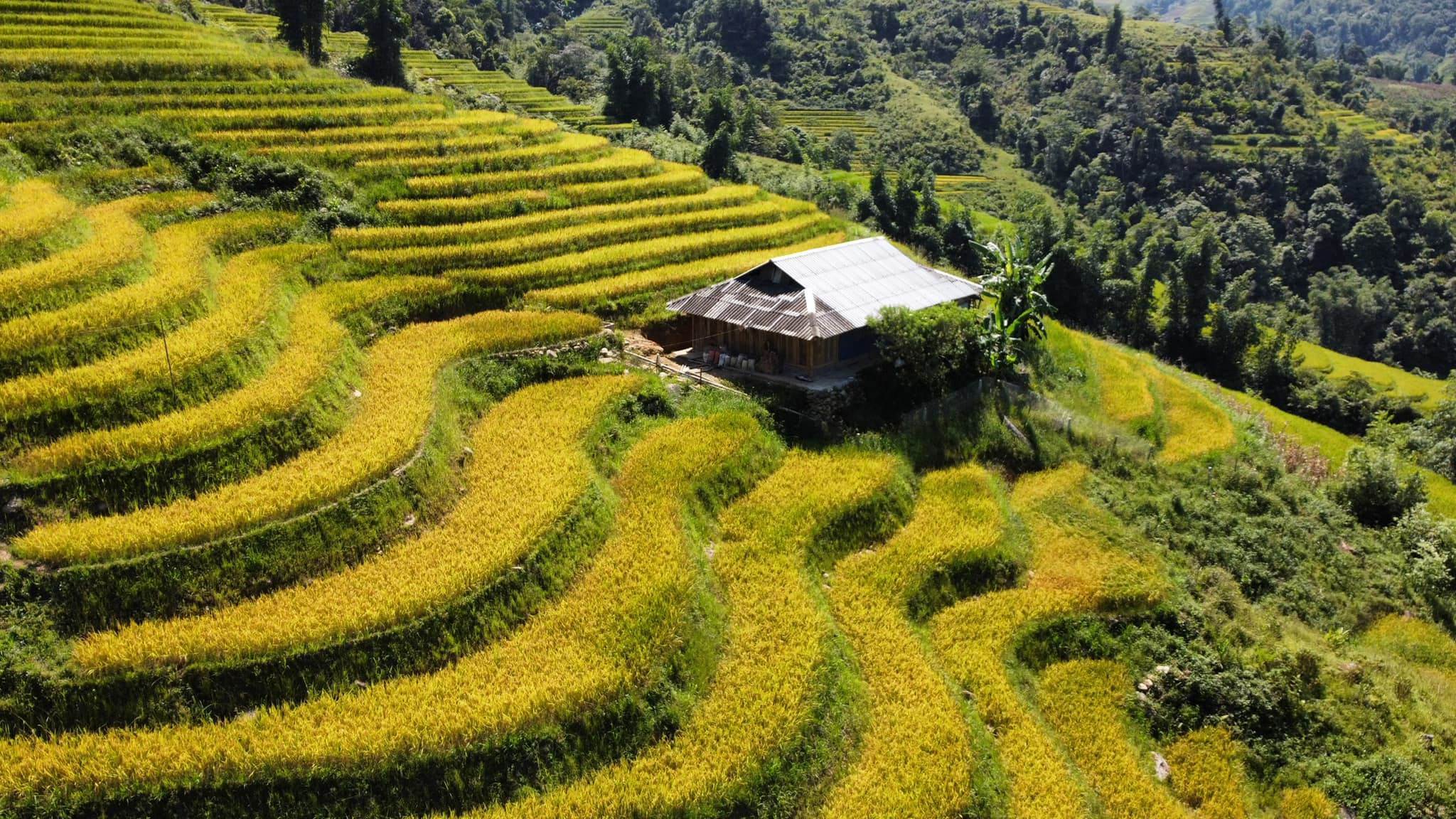 Rice Field in Meo Vac