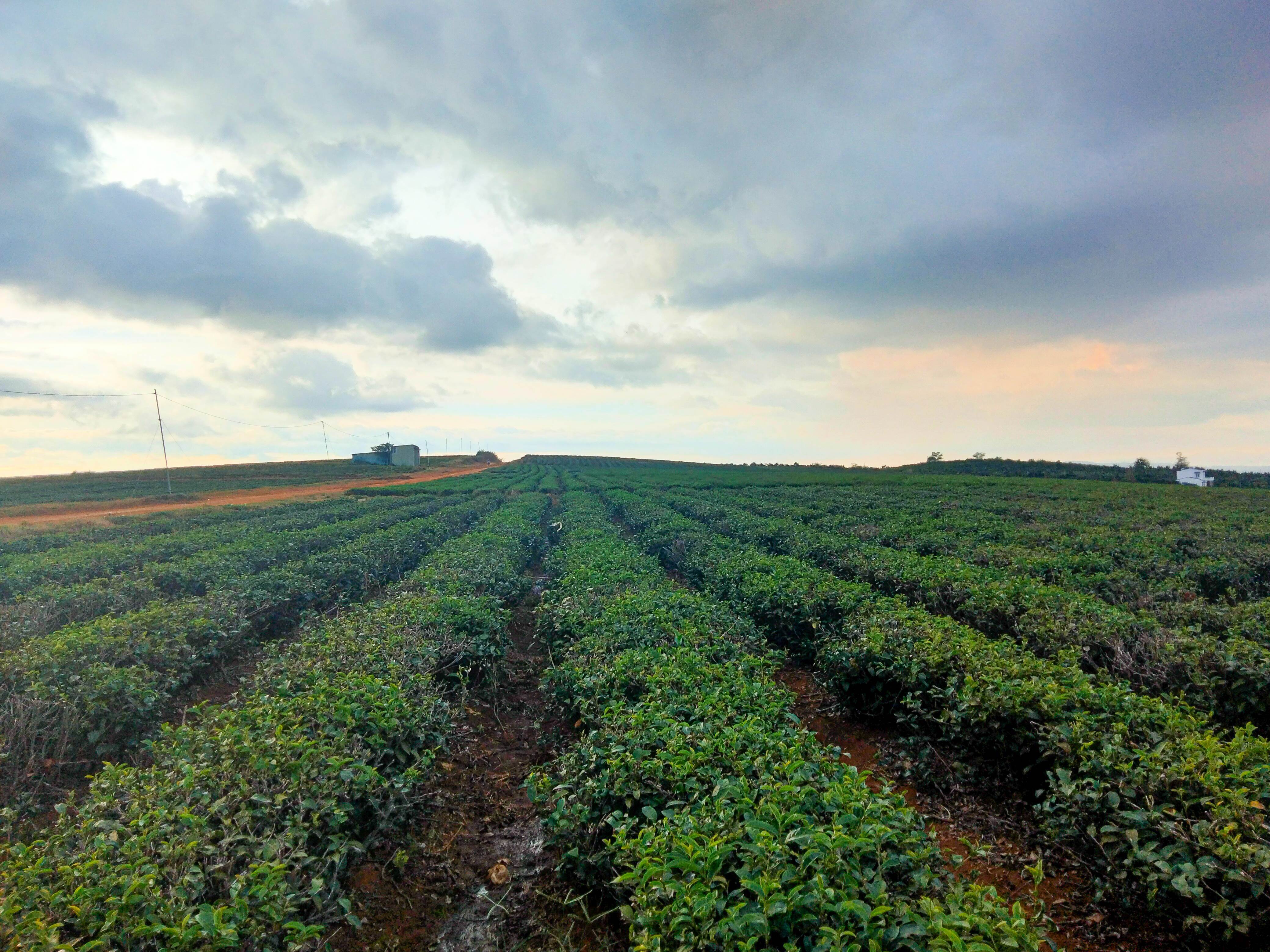 Bao Loc Tea Plantation