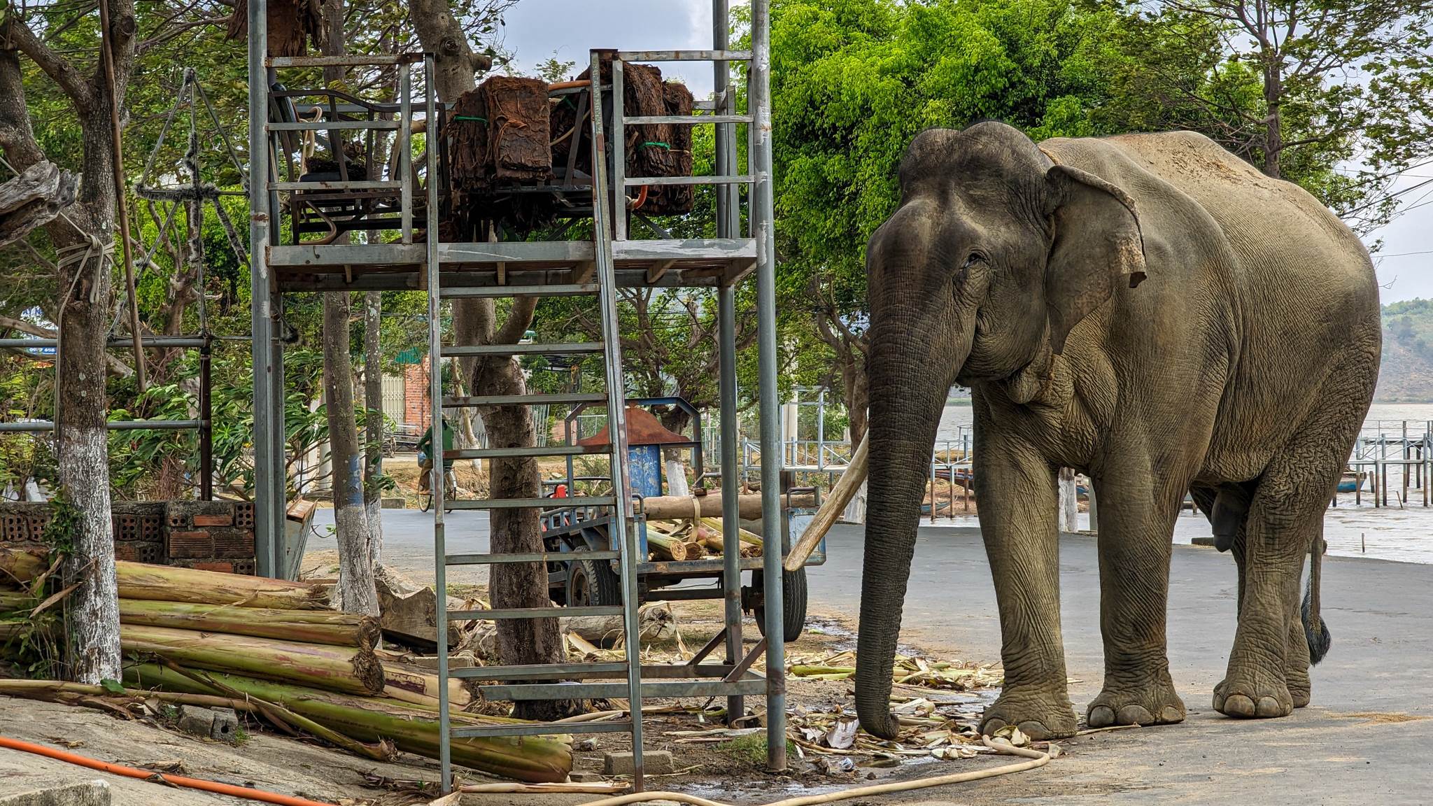 Elephant in Dak Lak