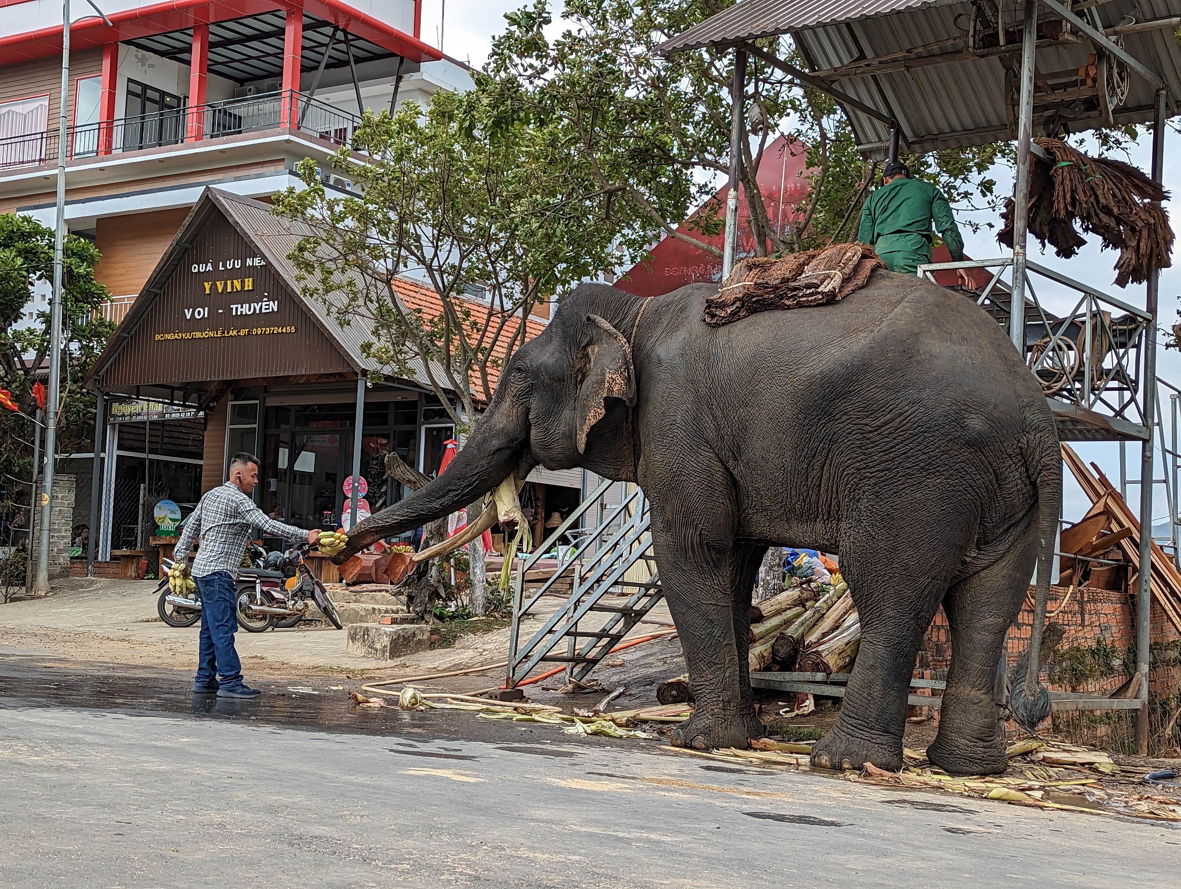 Feeding Elephant in Lak Lake